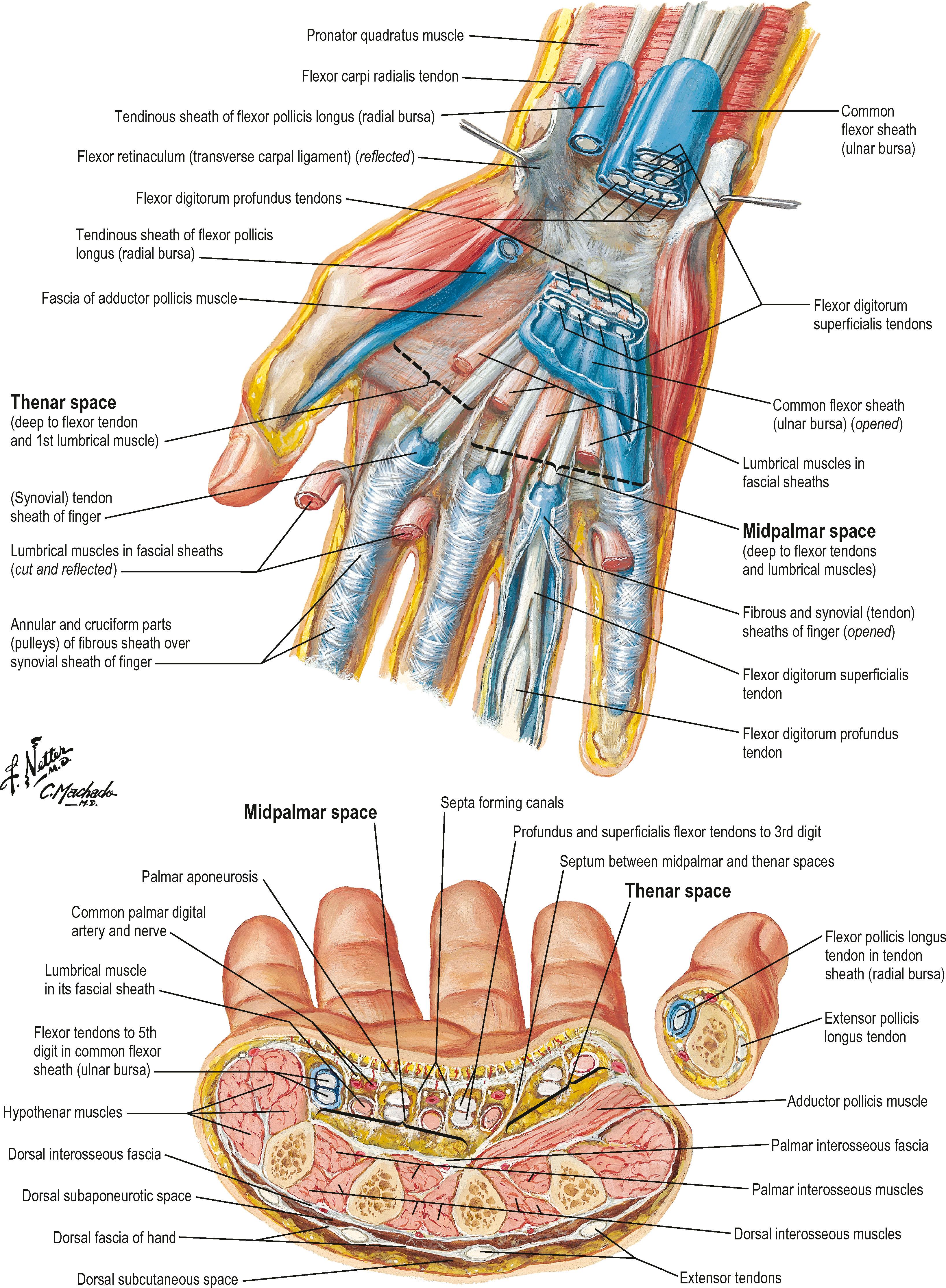 Anatomical illustration of the human hand
