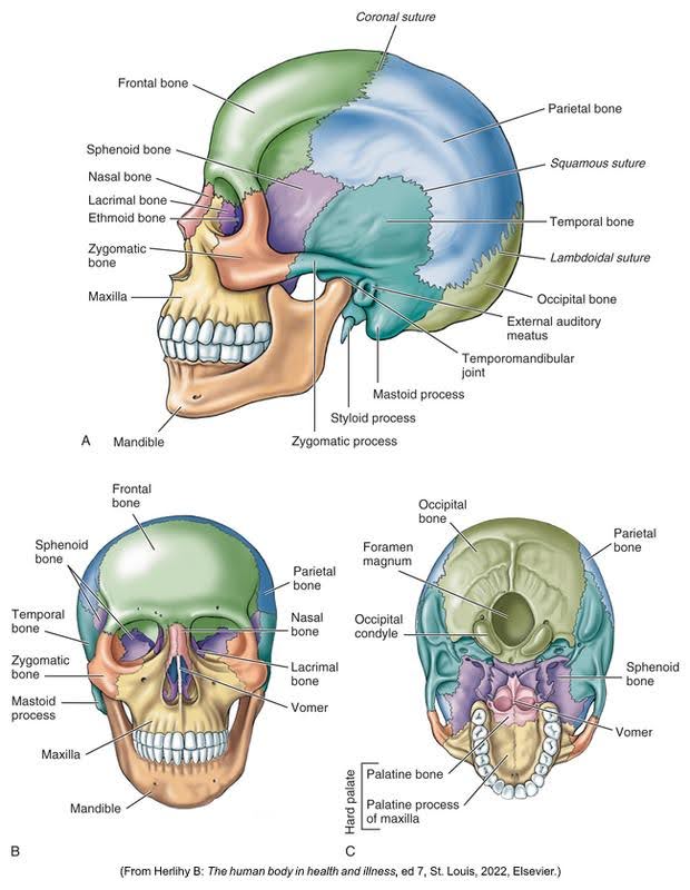 Anatomical illustration of the human skull