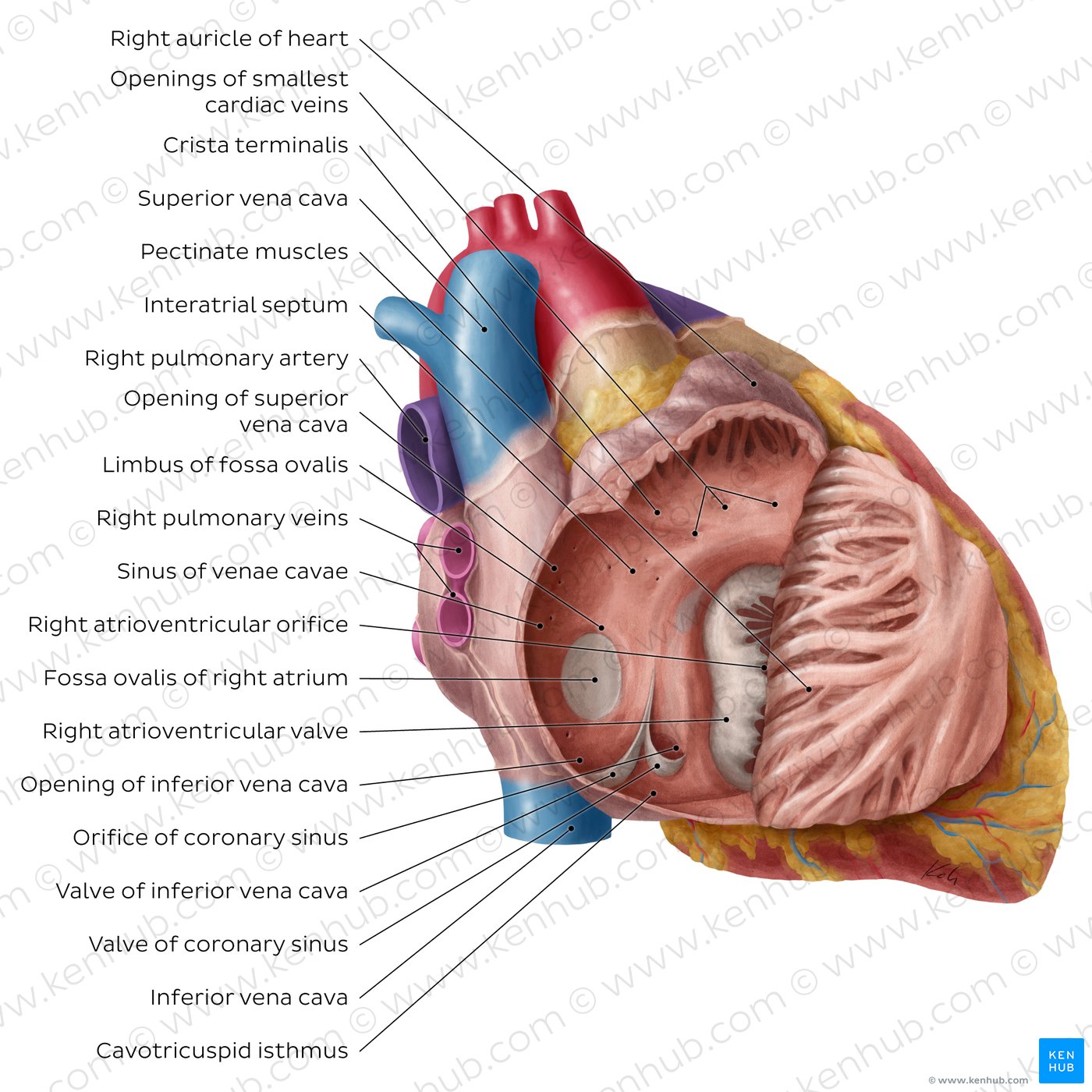 Anatomical illustration of the human heart